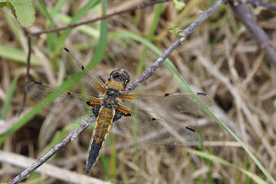 Libellula quadrimaculata