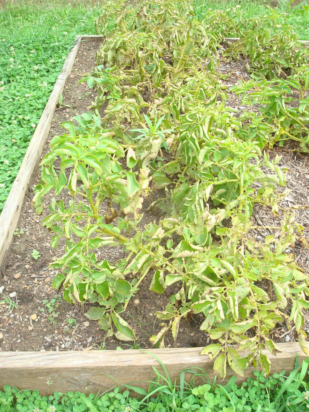 Things My Mother Taught Me Growing Potatoes