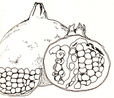 Ink Drawing of Pomegranates