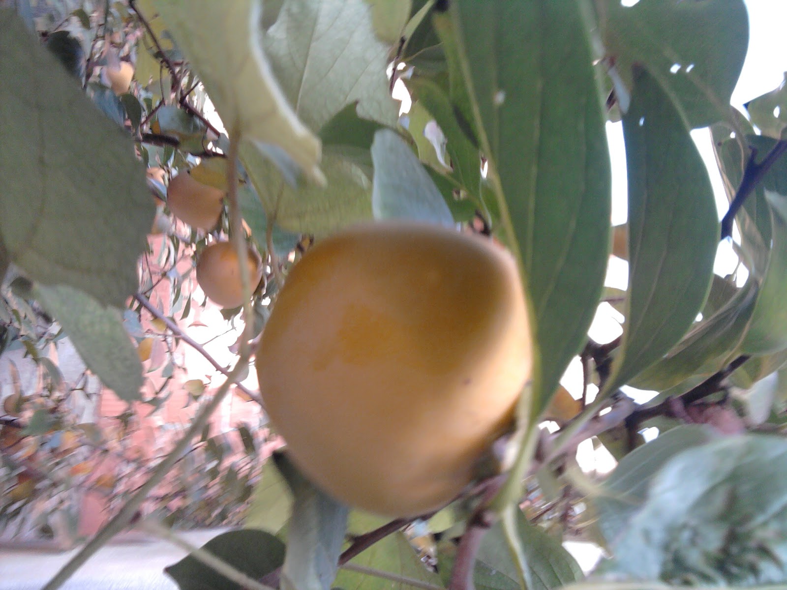 Eskaymak Kasım 2011