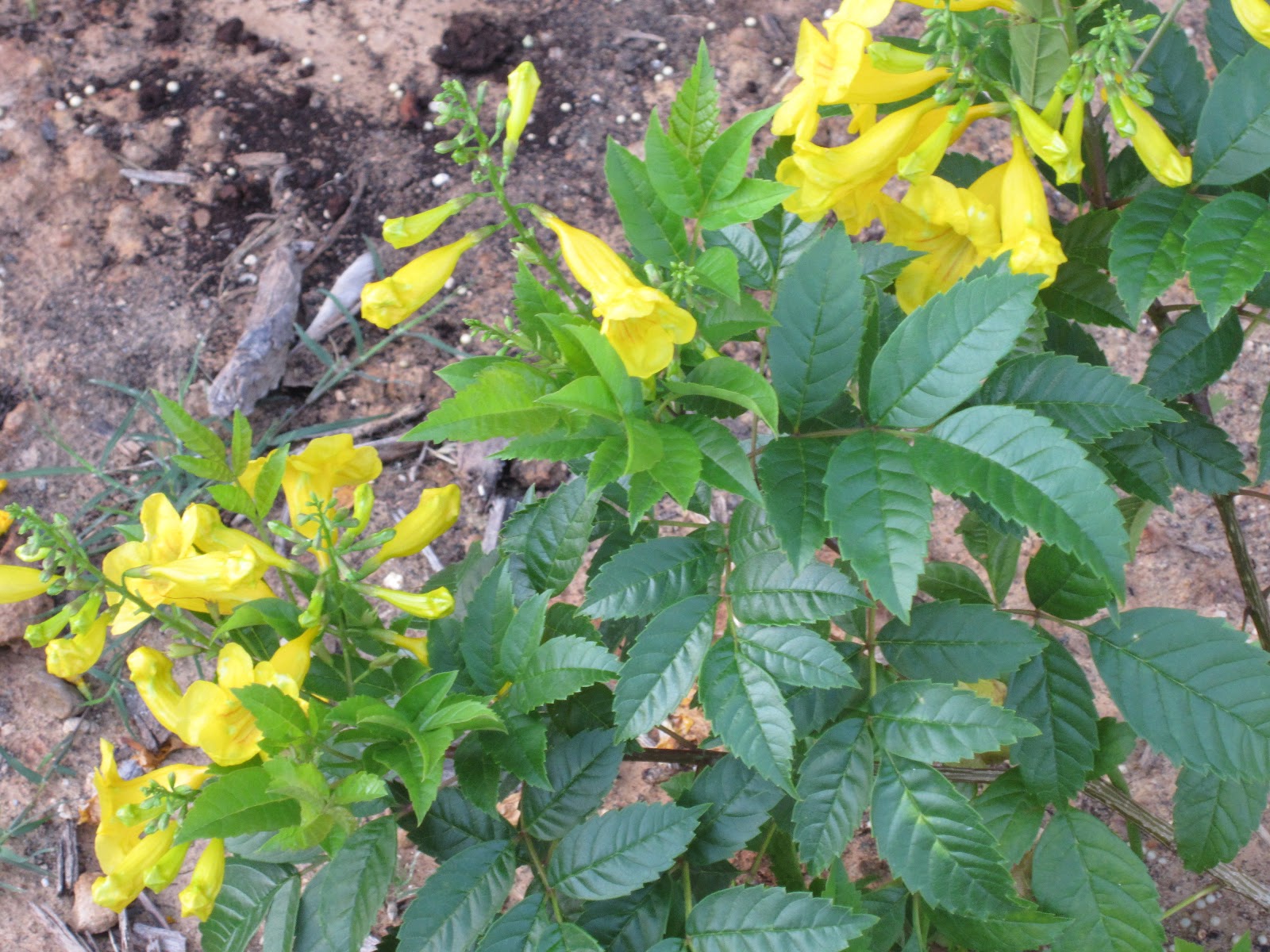 Taming My Spot of Ground Esperanza