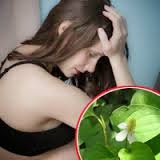 CÁC BÀI THUỐC TỪ RAU DIẾP CÁ CÁC BÀI THUỐC TỪ RAU DIẾP CÁ