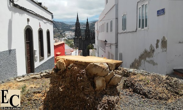 Polémica poda en Arucas Polémica poda en Arucas