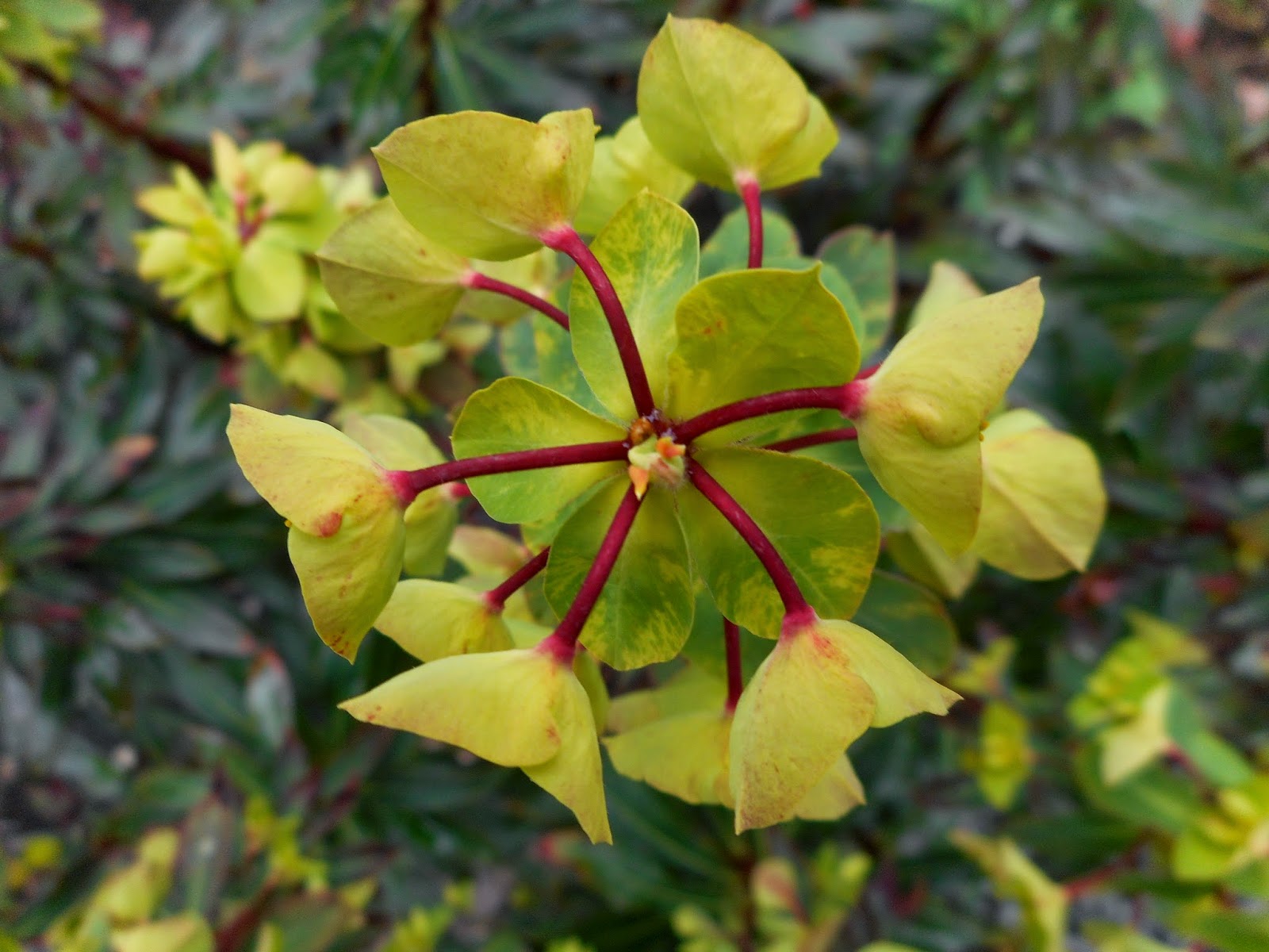 Limelight Hydrangeas In Bloom