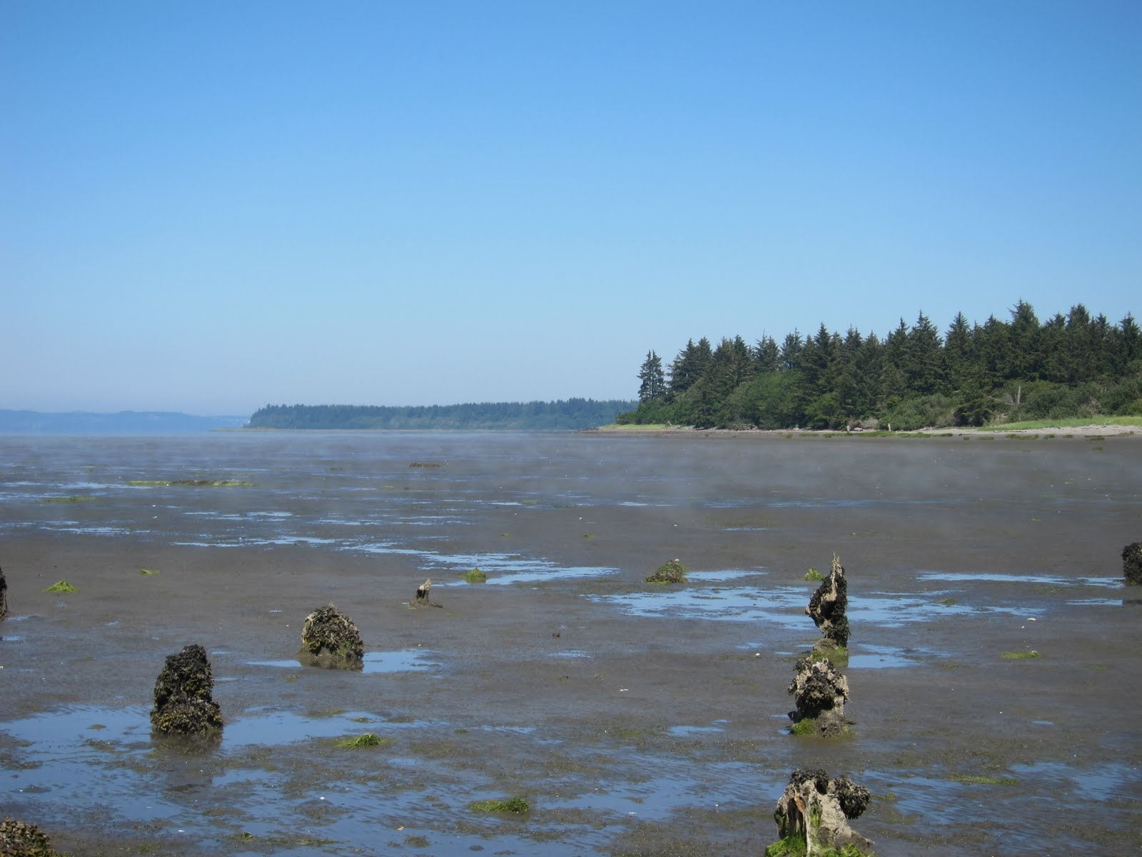 Pacific Northwest Seasons Bottle Beach State Park Miles Of Mudflats And Prime Birdwatching