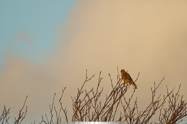 Torenvalk op de uitkijk - Kestrel on the lookout