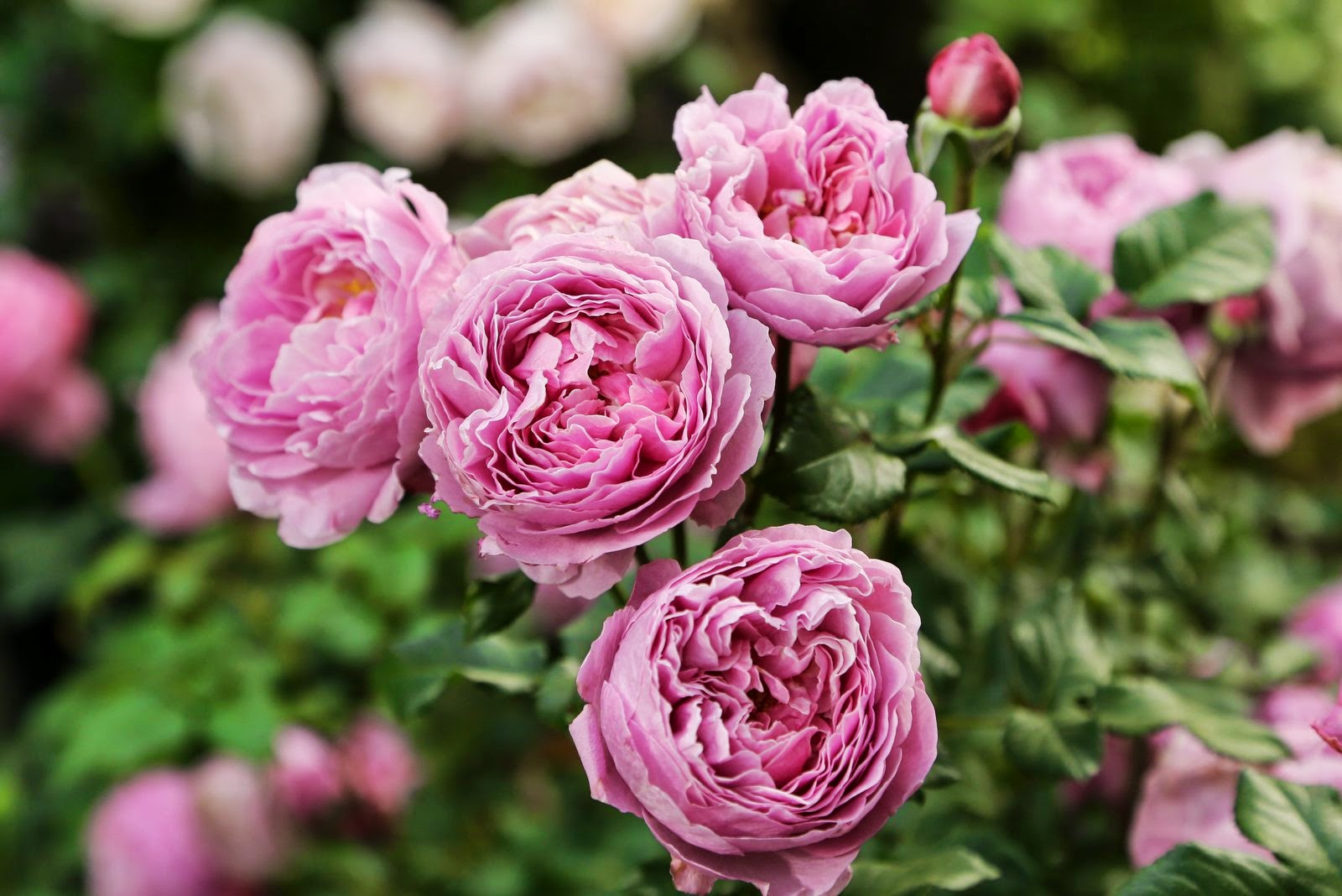 Center For Your Home Center