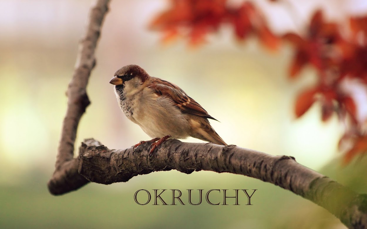 Okruchy