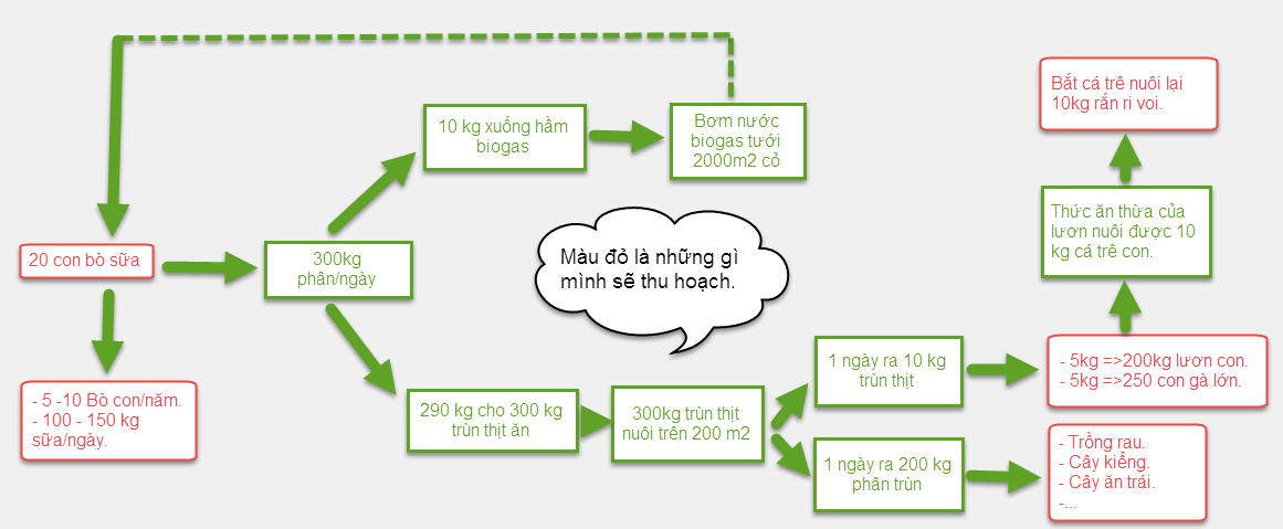 Mô hình chăn nuôi khép kín đang được áp dụng hiệu quả