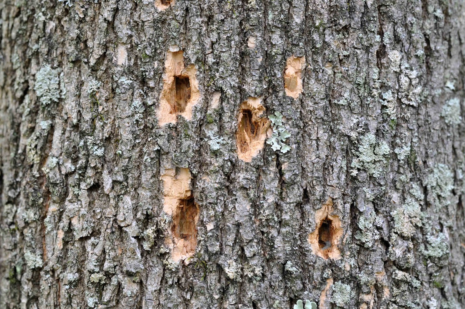 Featured image of post Recipe of Emerald Ash Borer Holes