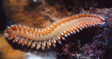 annelida animalia