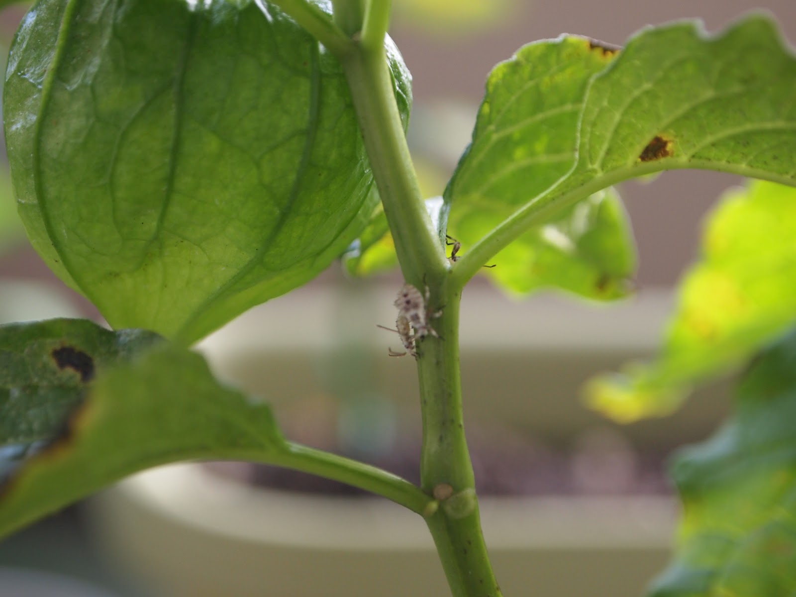 枝豆つくります ミニトマト収穫
