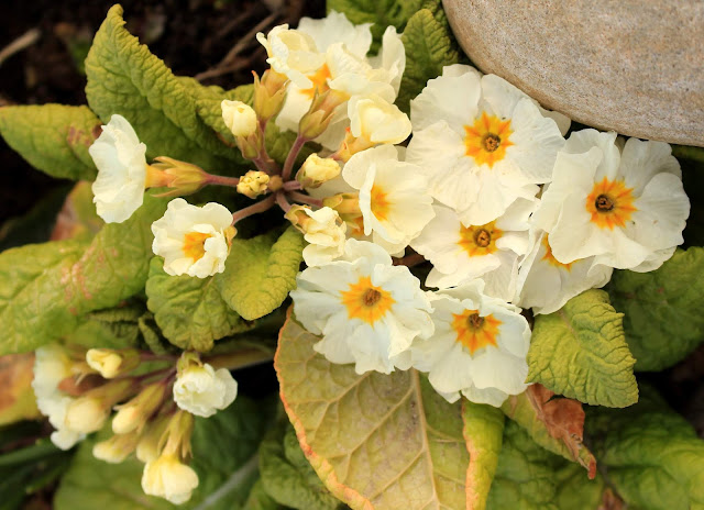 Gardening In The Extreme North Hvite Blomster I Hagen Min