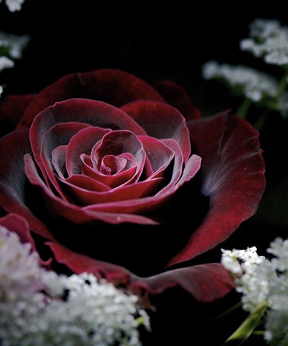 amazing-red-gothic-rose.jpg