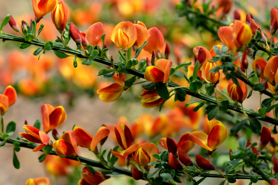 Beverage Plants Ii Coffee Plants Without Caffeine Nature S