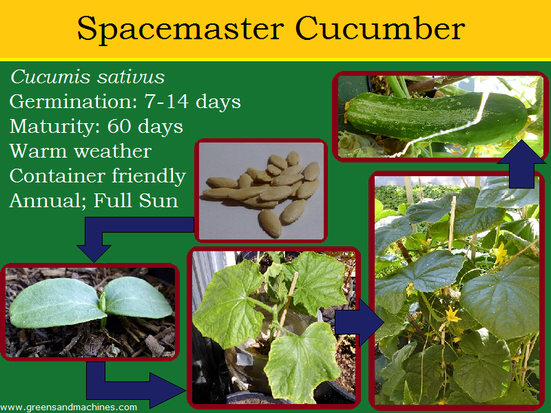 Spacemaster Cucumber Greens and Machines