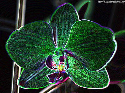 orchidea_phalaenopsis