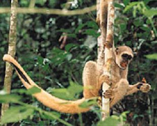 Fauna Bacia Taquari-Antas- Fonte: Aepan-ONG - Série: Mamíferos