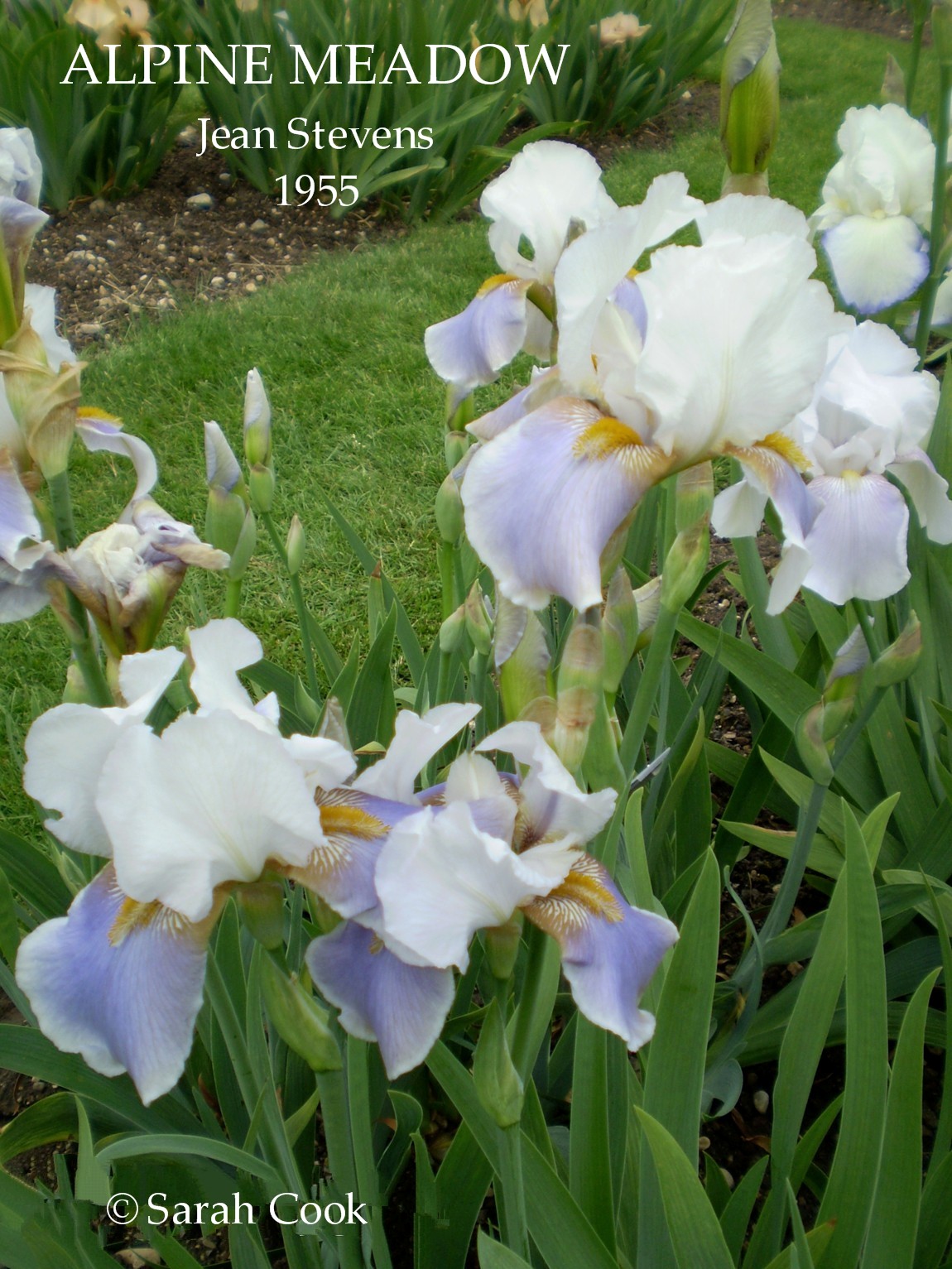 New Zealand Tall Bearded Iris &lsquo;ALPINE MEADOW&rsquo; ~ HERITAGE IRISES