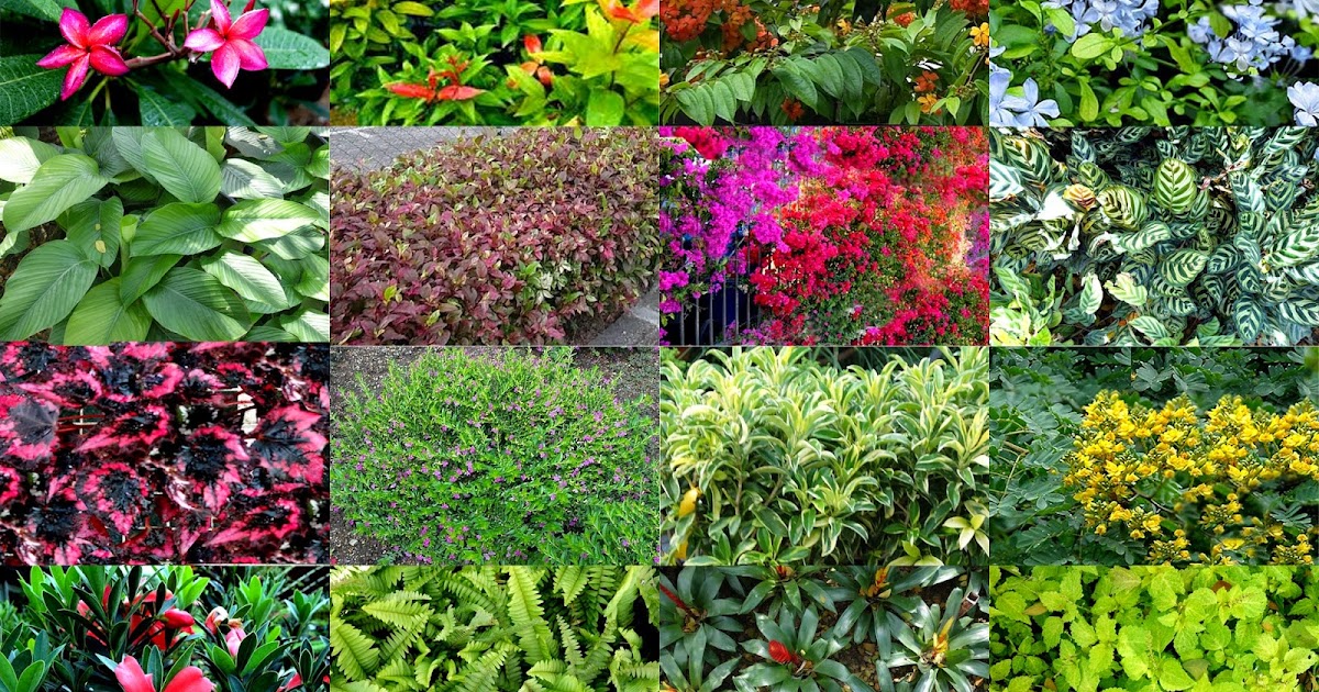 garden plants and trees scientific names scientific name garden plants and trees scientific names scientific name