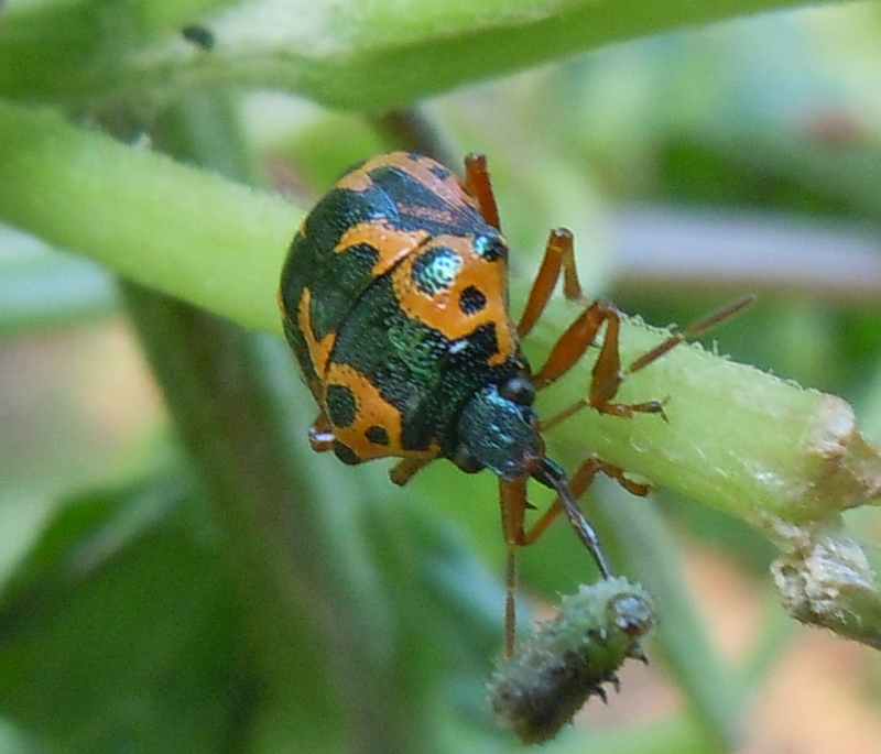 GardensInTheSand July 2013