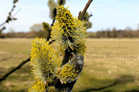 Signs of spring - Male willow catkins covered in pollen. Photo by Heenan Photography