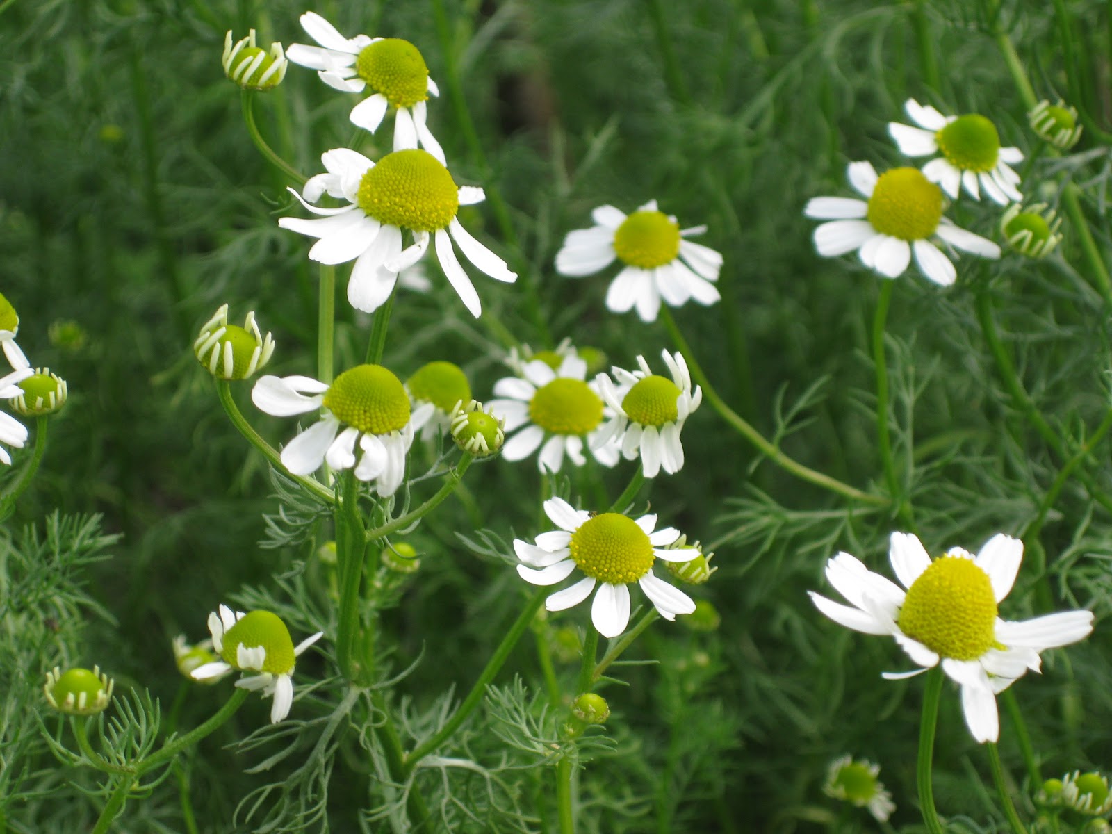 Ealdoras Trädgård kamomill **Matricaria chamomilla**
