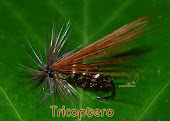 Tricoptero