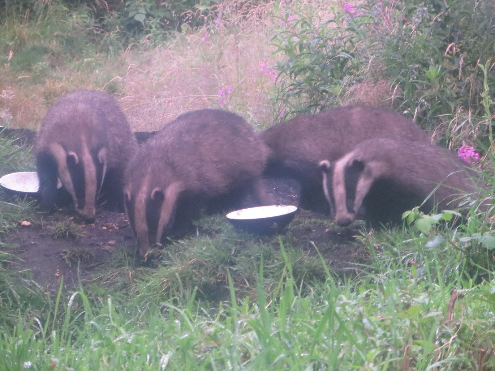 badgers