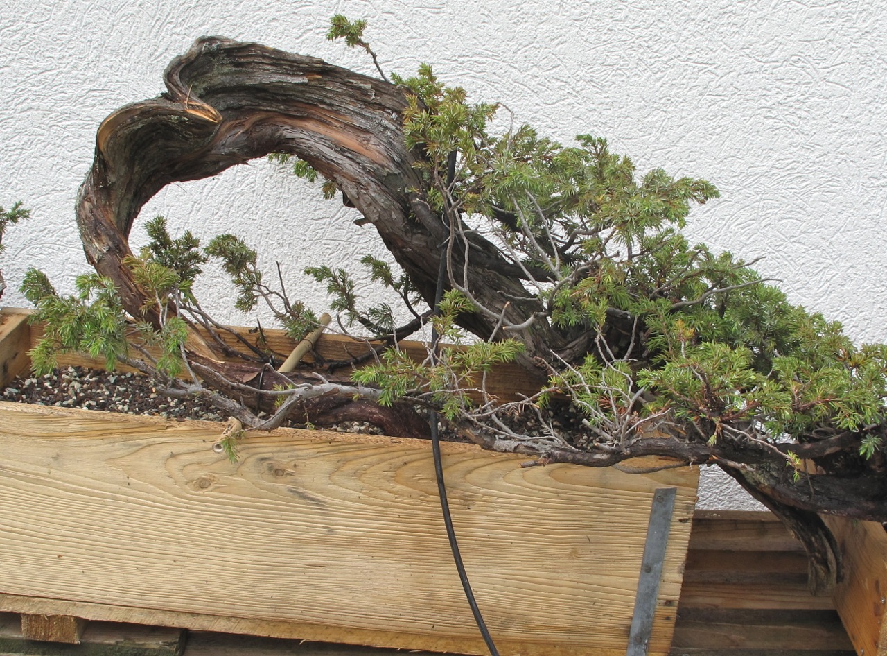 bonsai und beistellpflanzen: yamadori