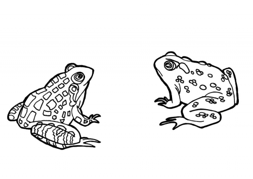 Dibujos Para Imprimir Y Colorear Ranas Para Colorear