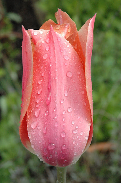 A striking peachy pink lily flowered tulip covered in raindrops