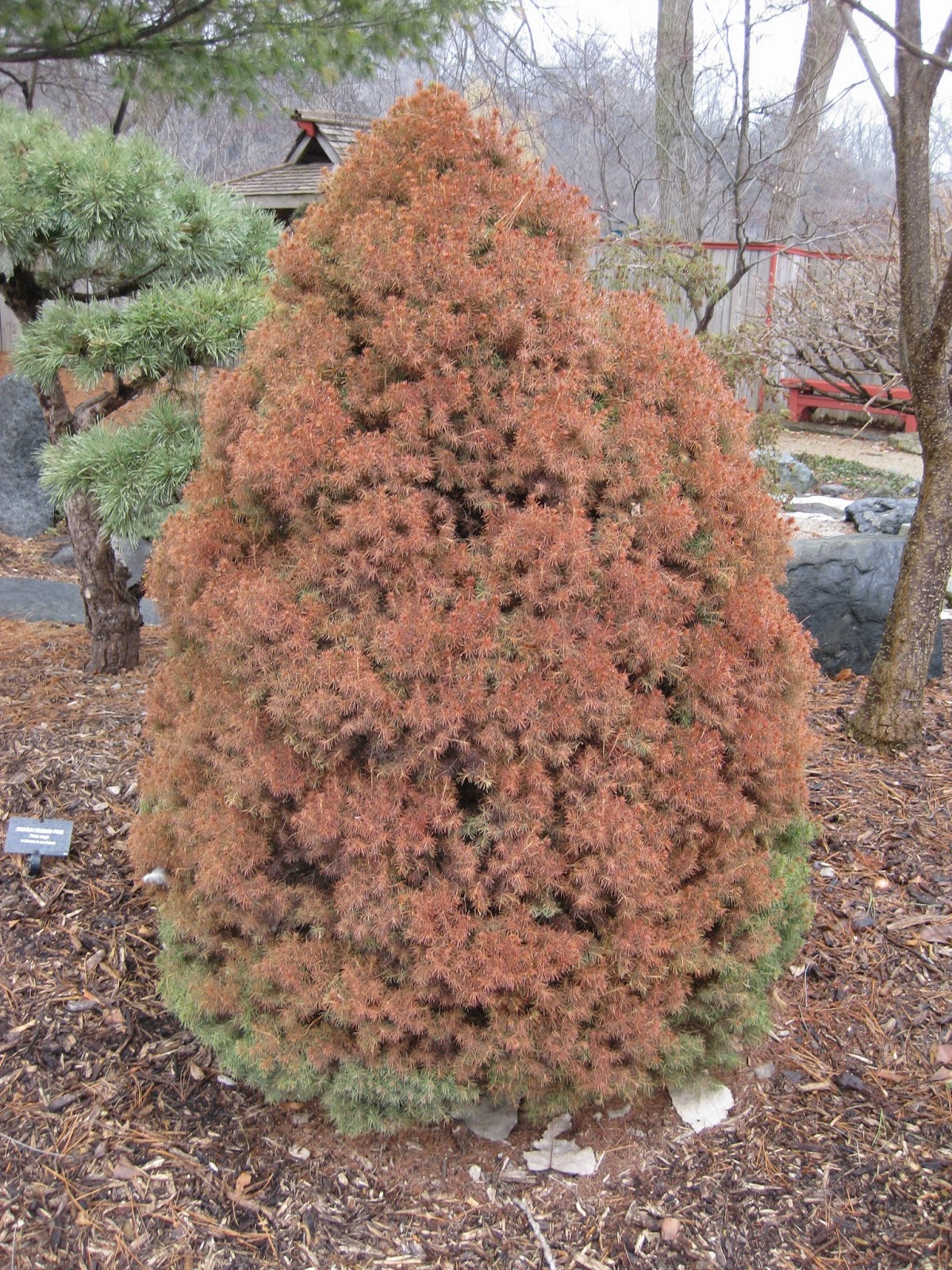 Rotary Botanical Gardens Hort Blog Consider Caryopteris