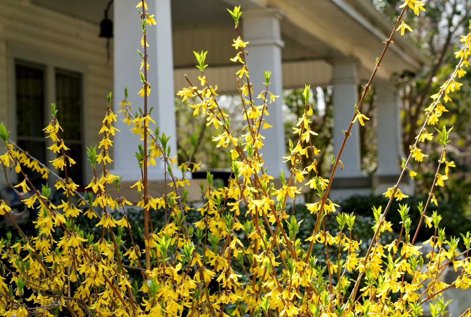 Future Plants By Randy Stewart Forsythia