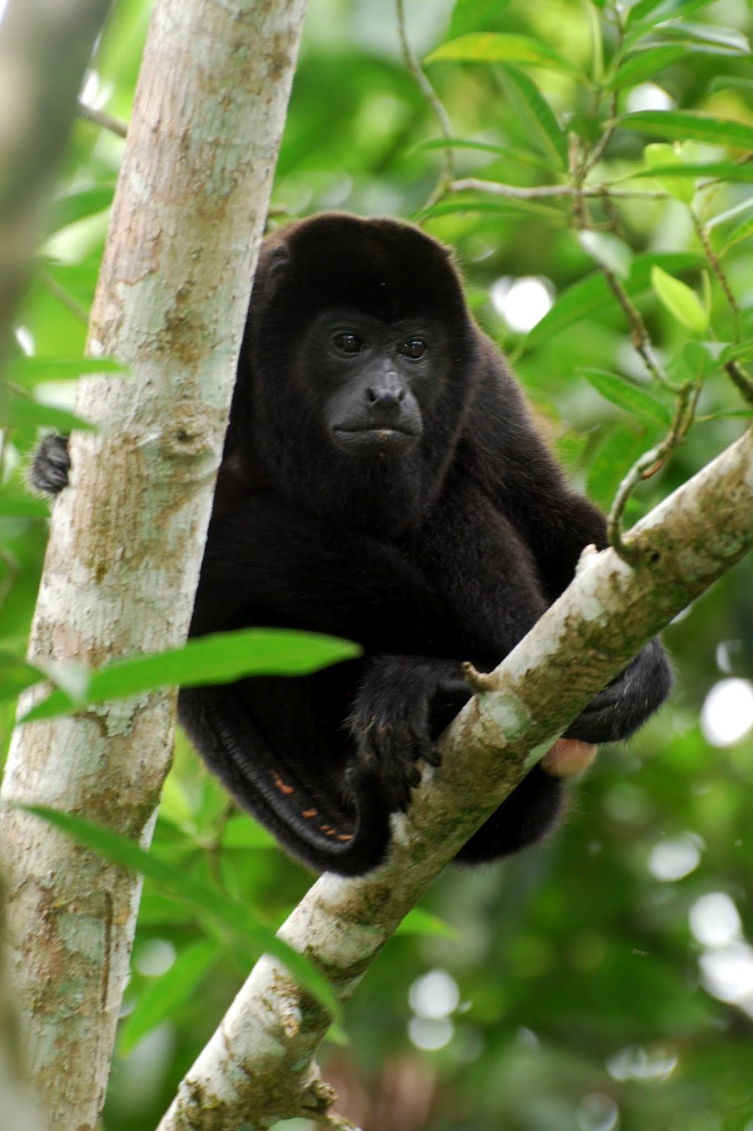 Get Howling Monkey Costa Rica Images