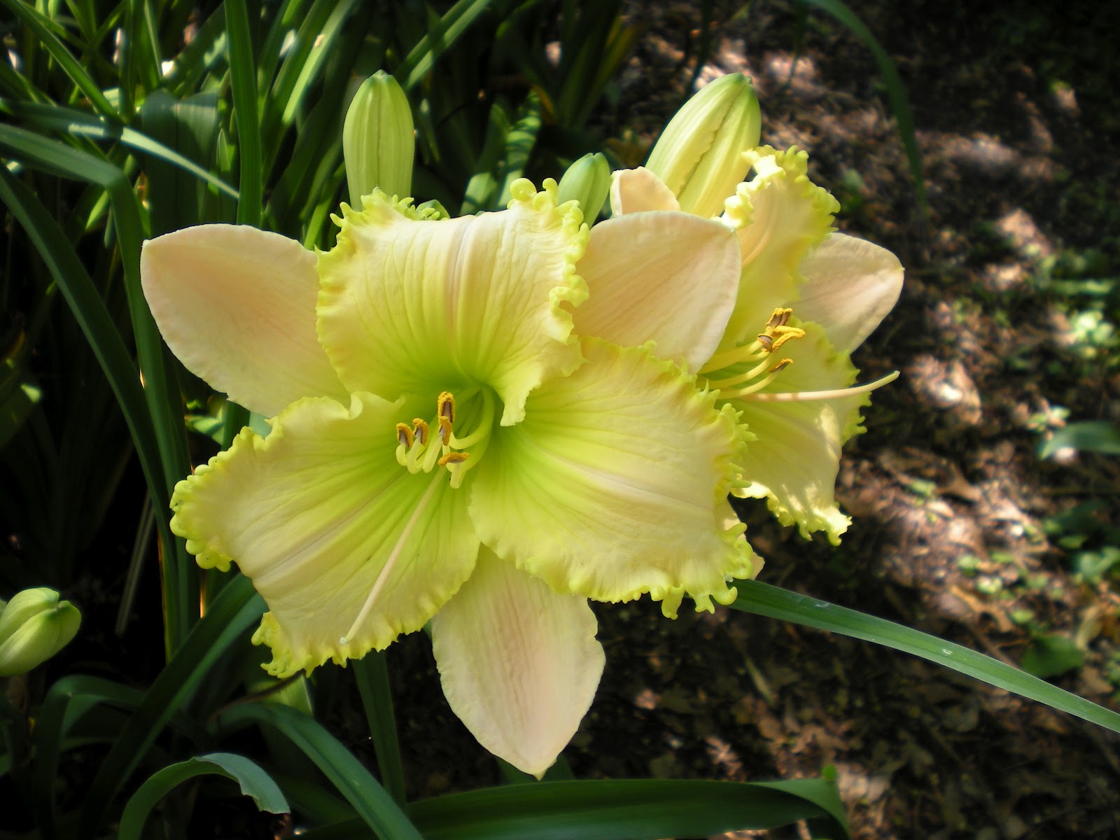 Lewis Daylily Garden Larry Grace's daylilies