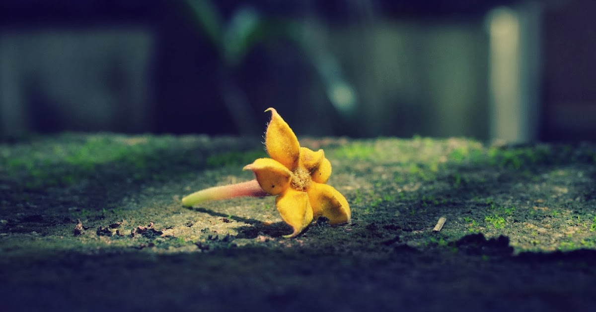 Center Of Attraction