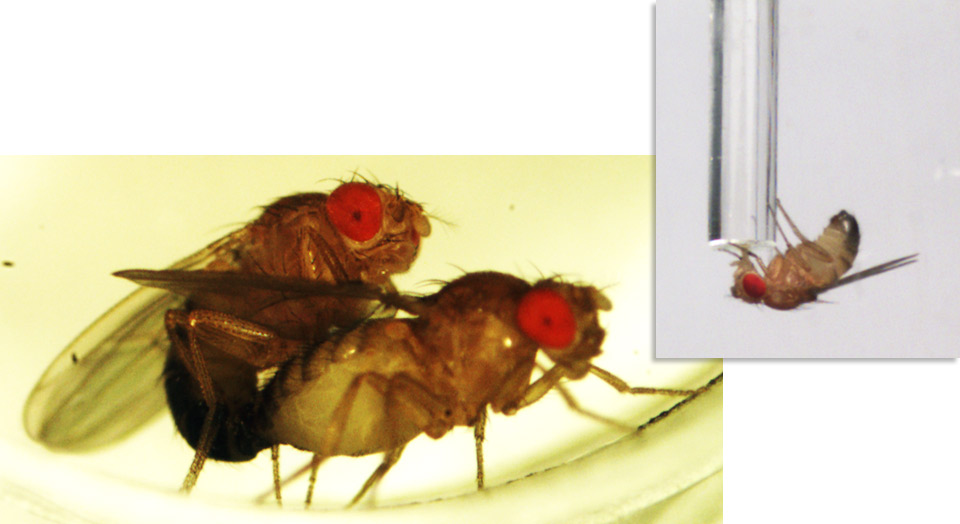 Пожилой самец полирует мохнатку