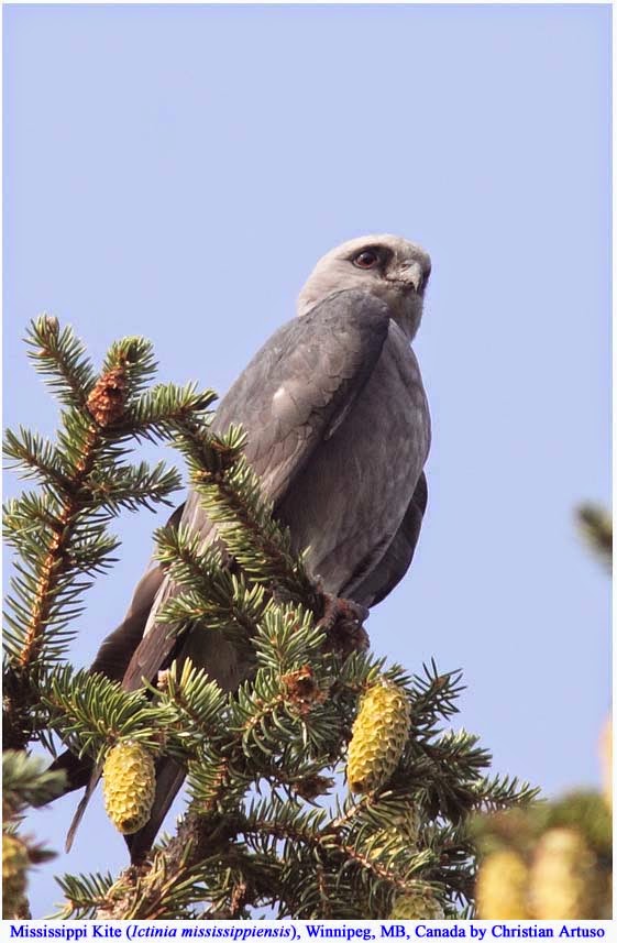 mississippi kite birds of prey wichita ks mississippi kite birds of prey wichita ks