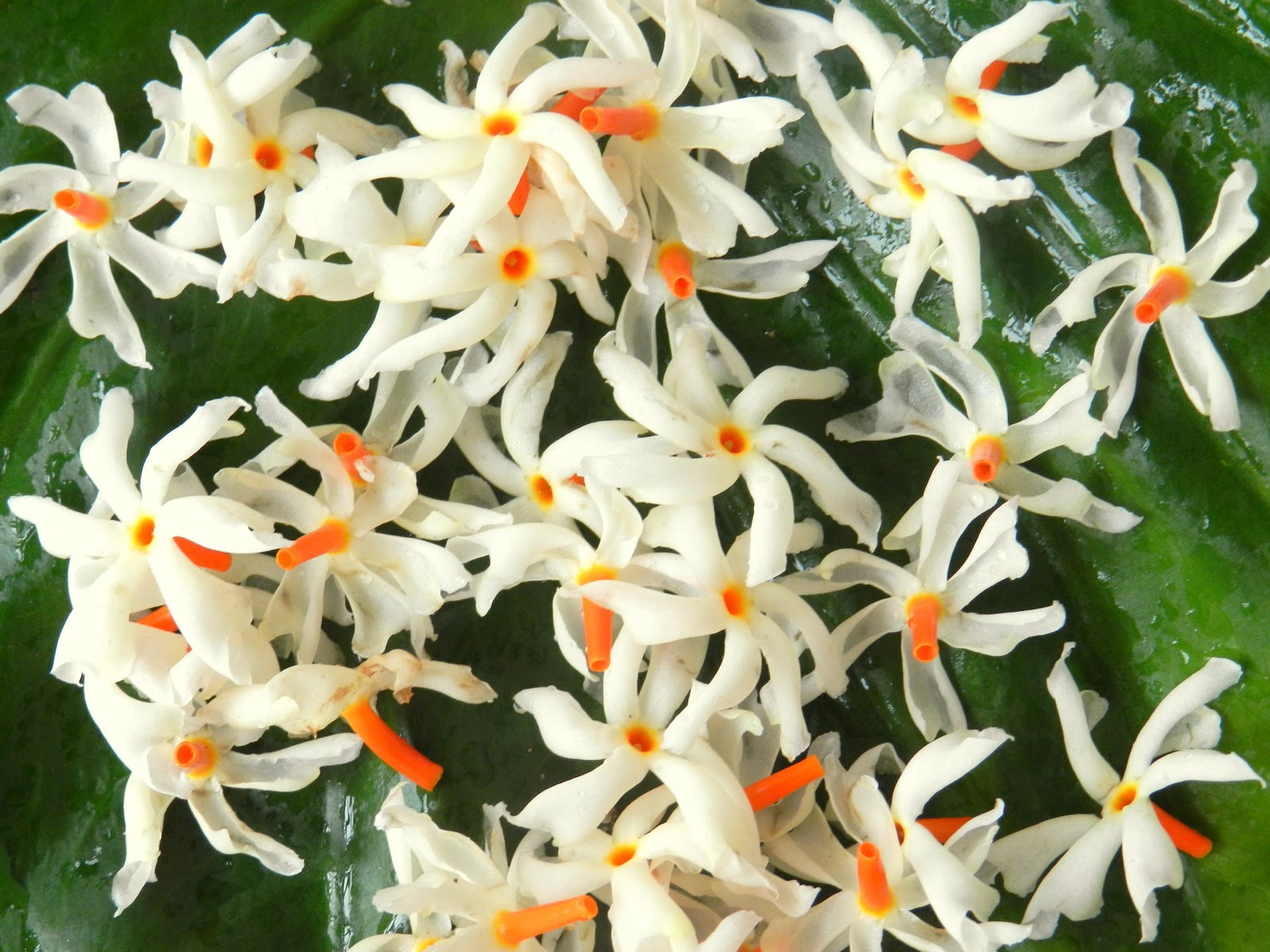 my room Xewali / Shewali Edible flower in Assamese cuisine (Night Flowering Jasmine)
