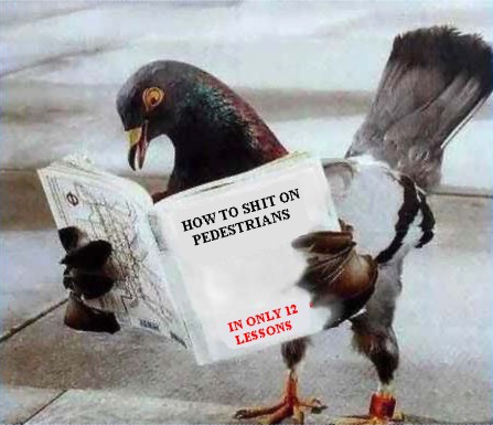 Dumb Pigeon