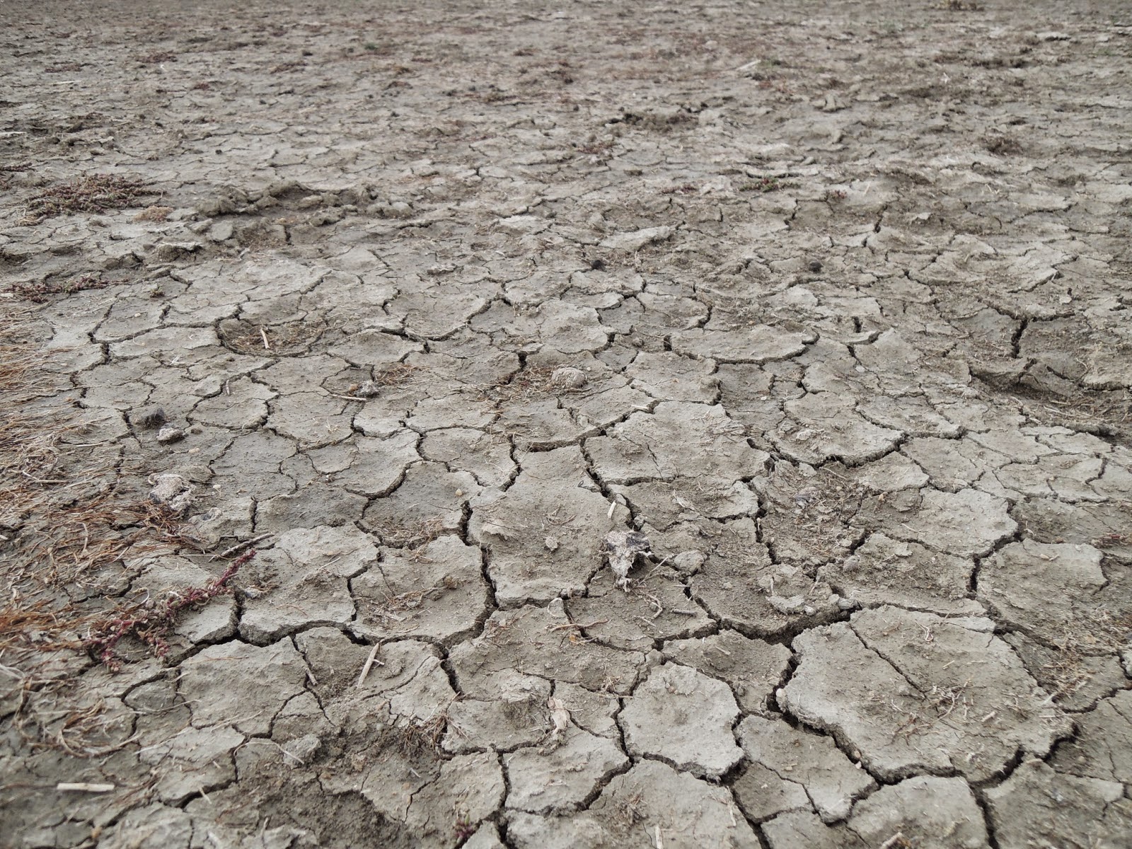 Ecolife Project Portland State University Salt Contamination