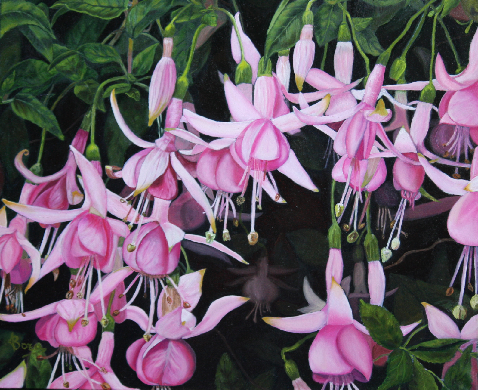 Imágenes de flores y plantas: Fucsia