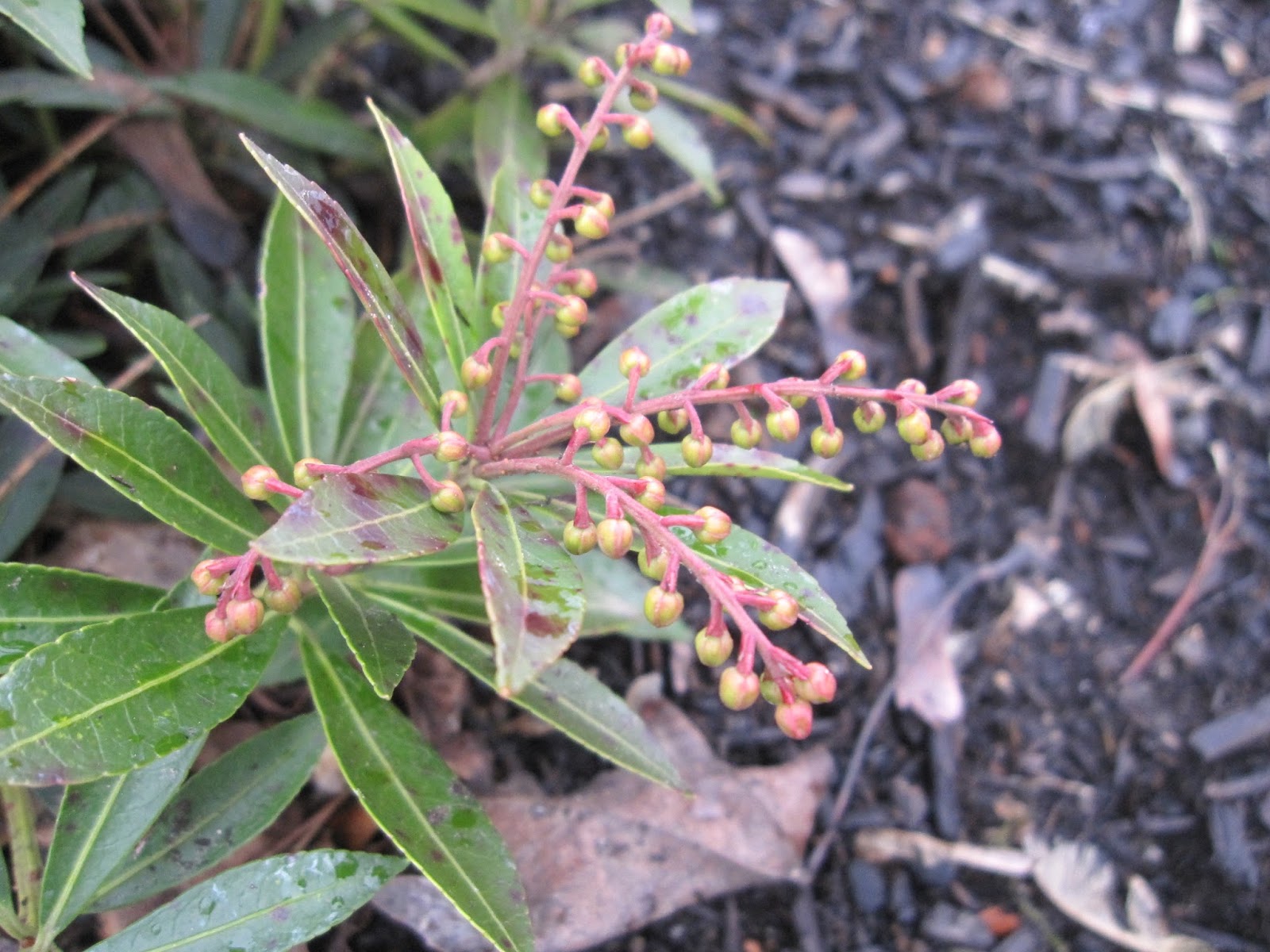 The Rainy Day Gardener