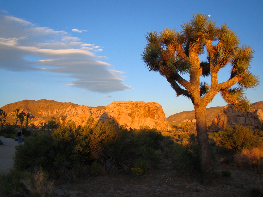 Geotripper What's Eating the Joshua Trees? What's Not Eating Them?