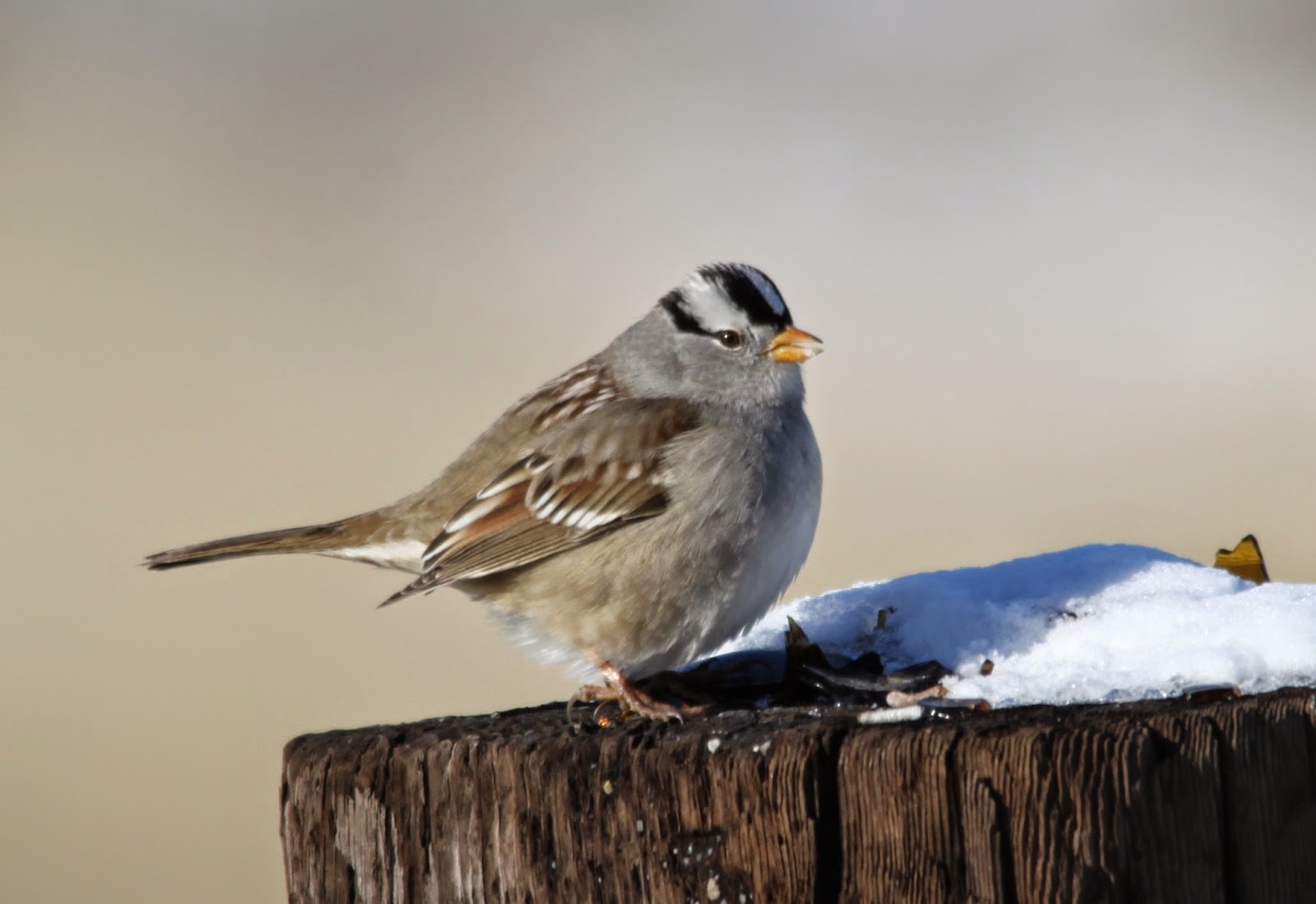 Out and About Oregon Birds Waiting for some good weather