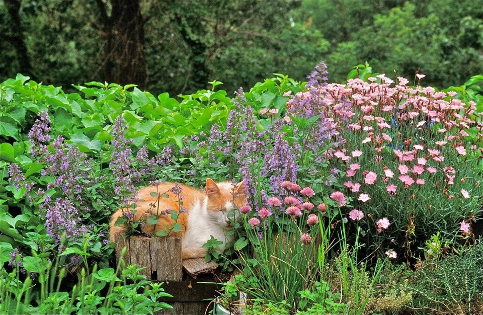 Cats in Gardens Calendar Cat