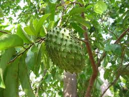 Manfaat Buah Sirsak Manfaat Buah Sirsak