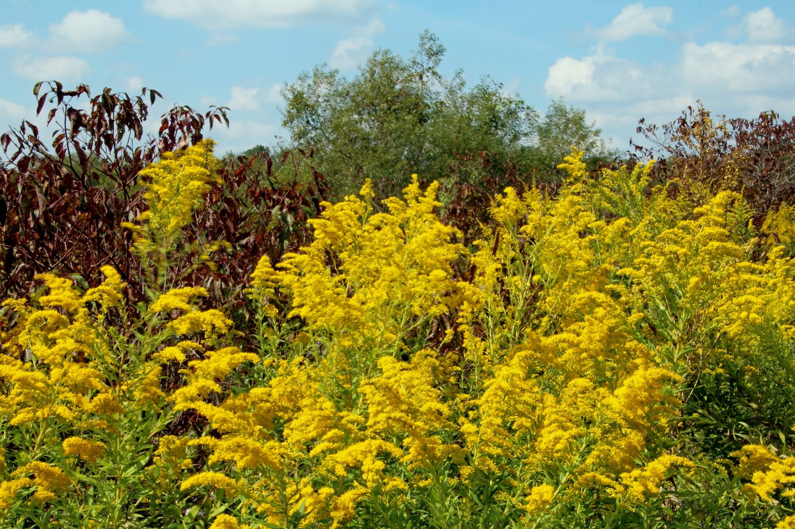 Nature's Wonders HAY FEVER? DON'T BLAME GOLDENROD!
