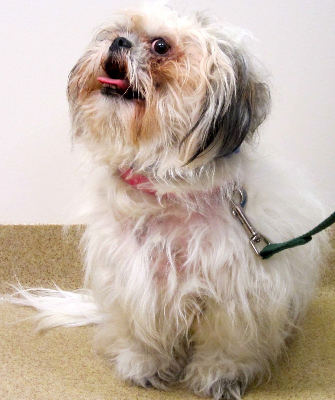 Peggy Adams Animal Rescue League July 2012